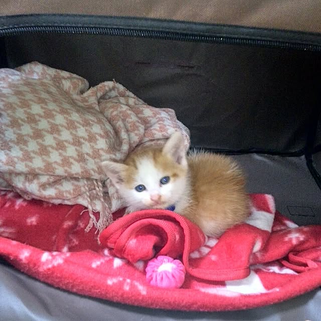pouさんの実例写真