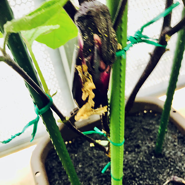 hanachanさんの部屋