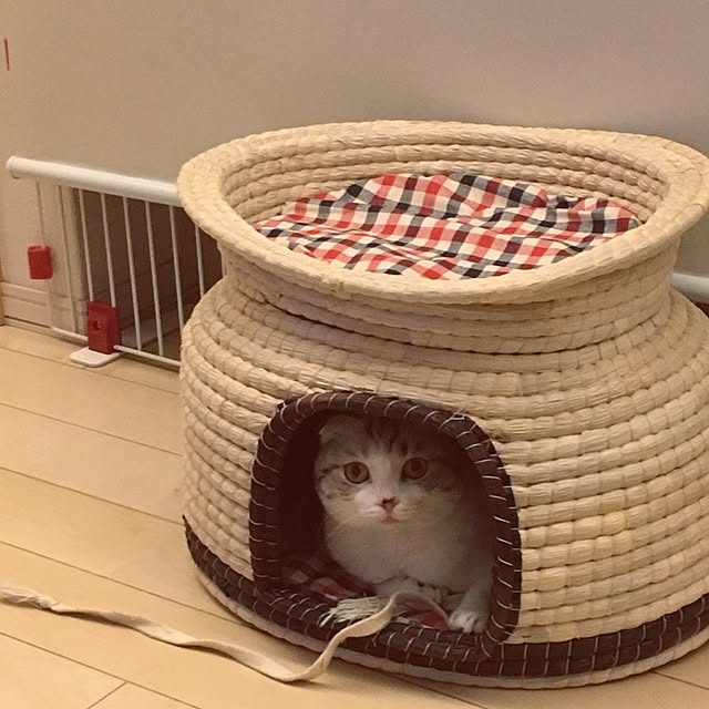 yokkochanさんの実例写真