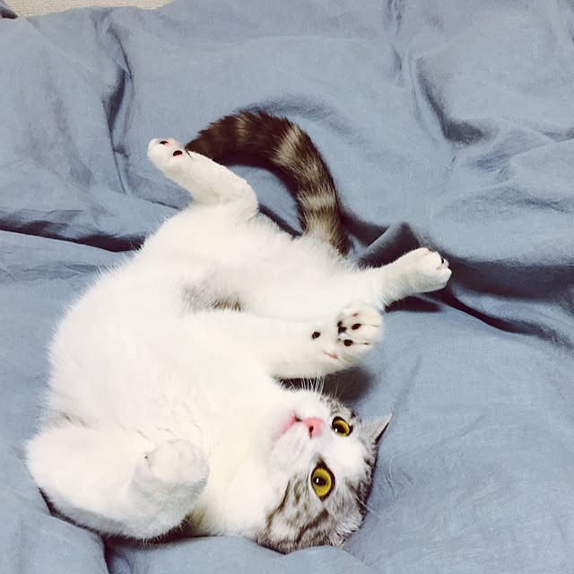 narashimhaさんの実例写真