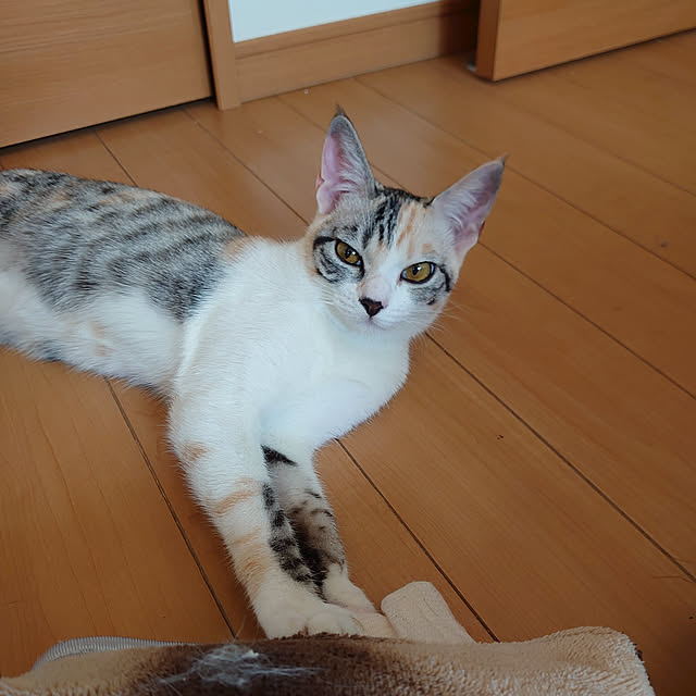 shinobuさんの実例写真