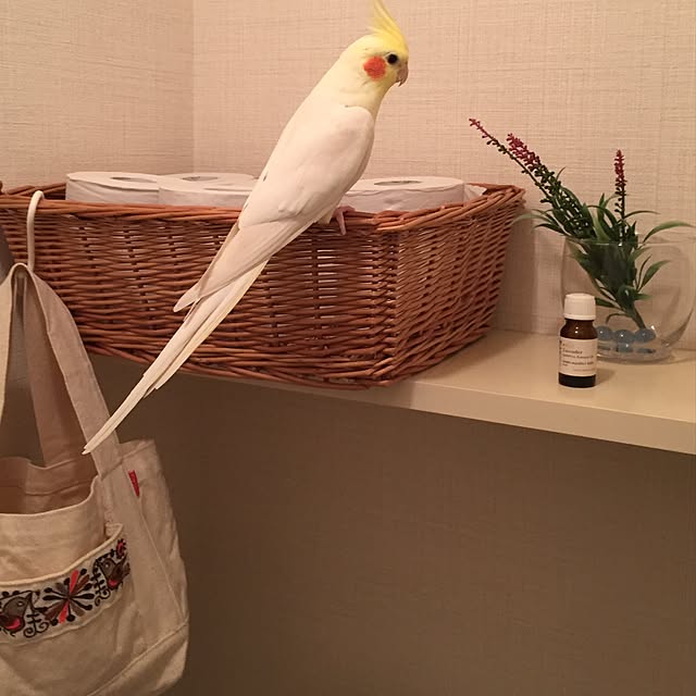 toratanさんの実例写真