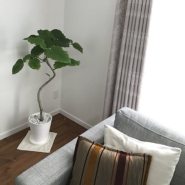 リビング/観葉植物/植物/無垢フローリングのインテリア実例 - 2017-06-25 13:27:31