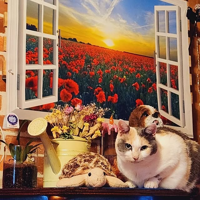 kumutanさんの実例写真