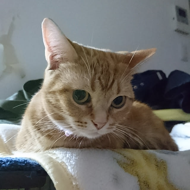 shinobuさんの実例写真