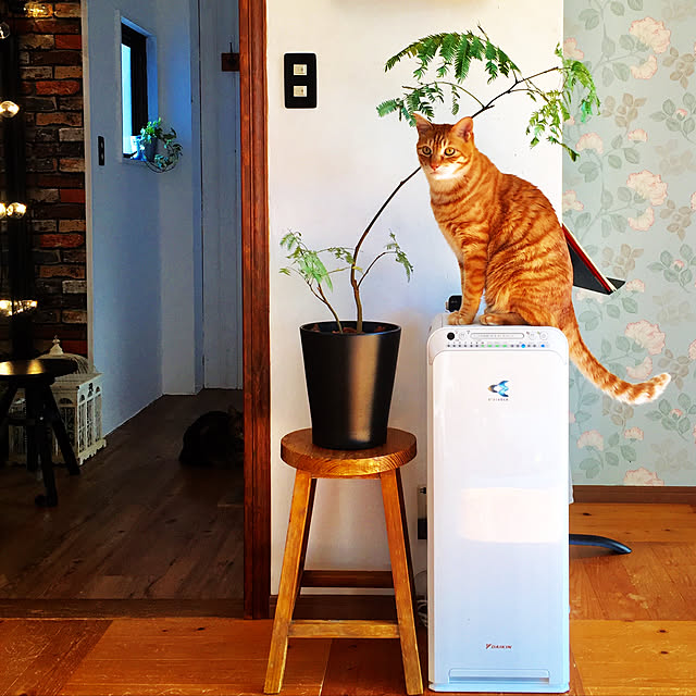 catsmamさんの実例写真