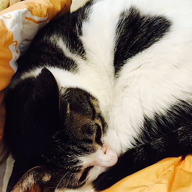 minkokoさんの実例写真