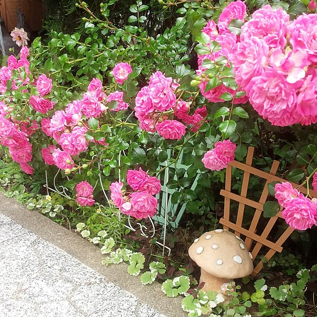 実例写真