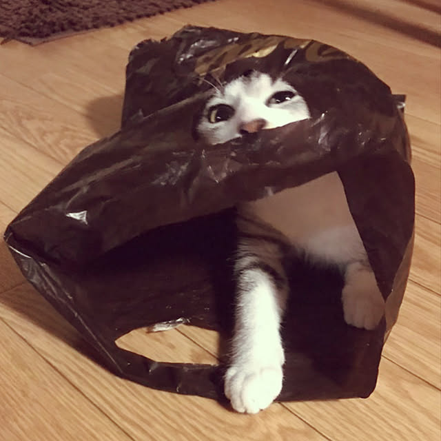 usako66さんの実例写真