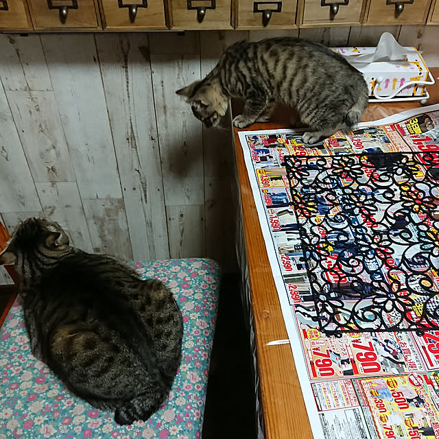 CHIBIさんの実例写真