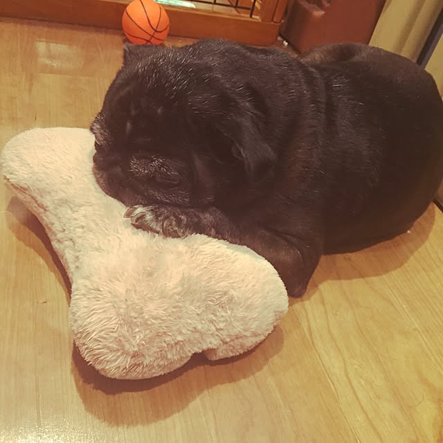 pugholicさんの実例写真