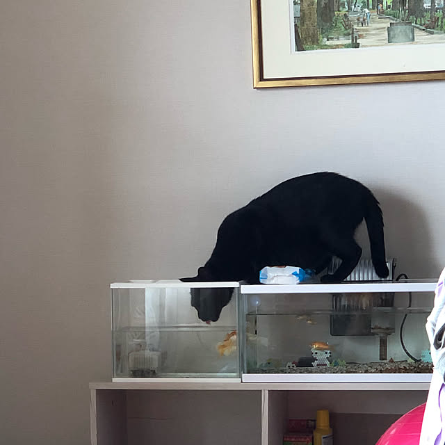 Licaさんの実例写真