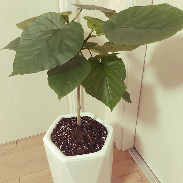観葉植物/リビングのインテリア実例 - 2022-07-12 18:37:43