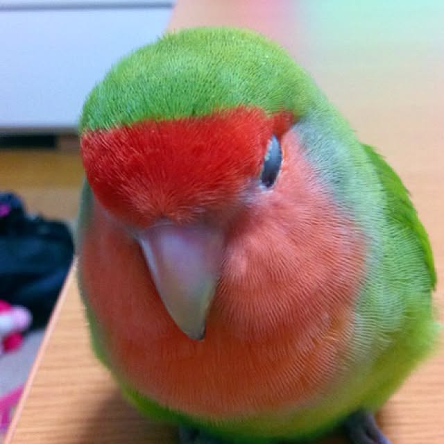 madokaさんの実例写真