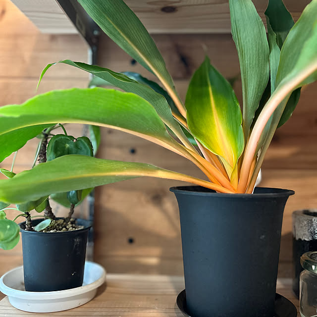 nene0183さんの部屋