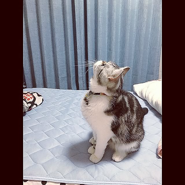 a_ko_a_koさんの実例写真
