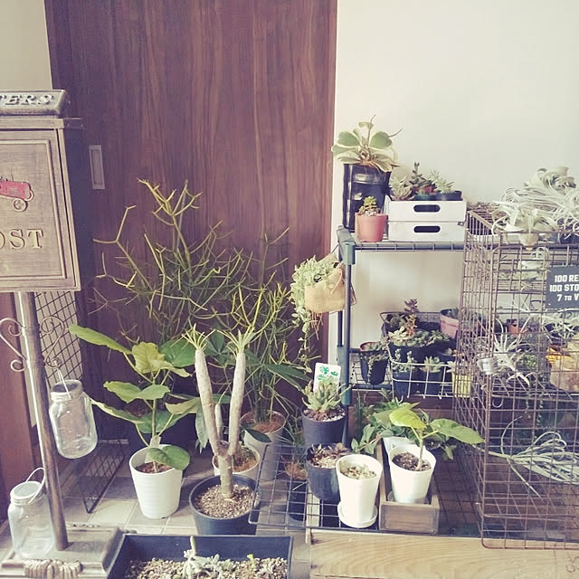 玄関/入り口/GREEN LIFE/台風対策/グリーンのある暮らしのインテリア実例 - 2019-09-21 11:00:47