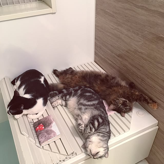 mikomaruさんの実例写真