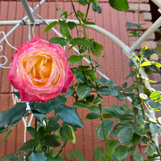 RoseLife5818さんの実例写真