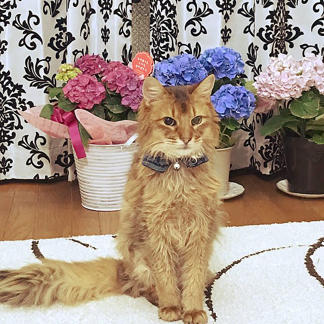 yukarinさんの実例写真