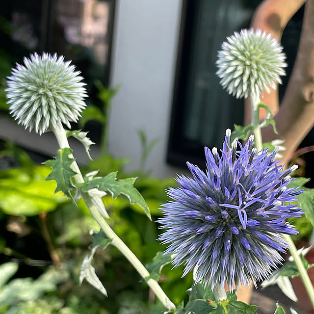 buchiさんの部屋