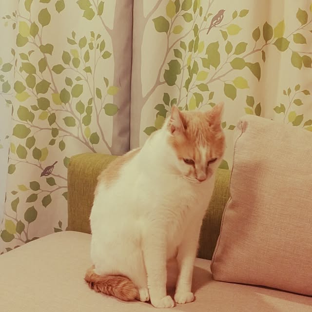 to-fuさんの実例写真