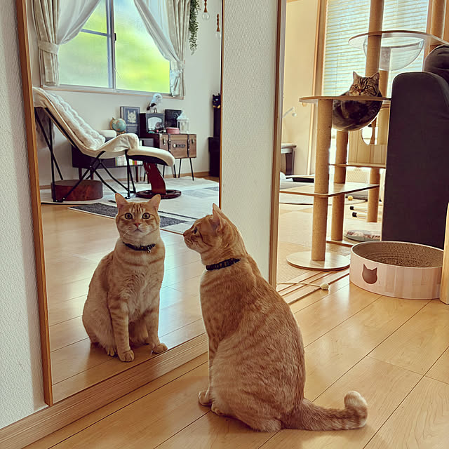 chiiさんの実例写真