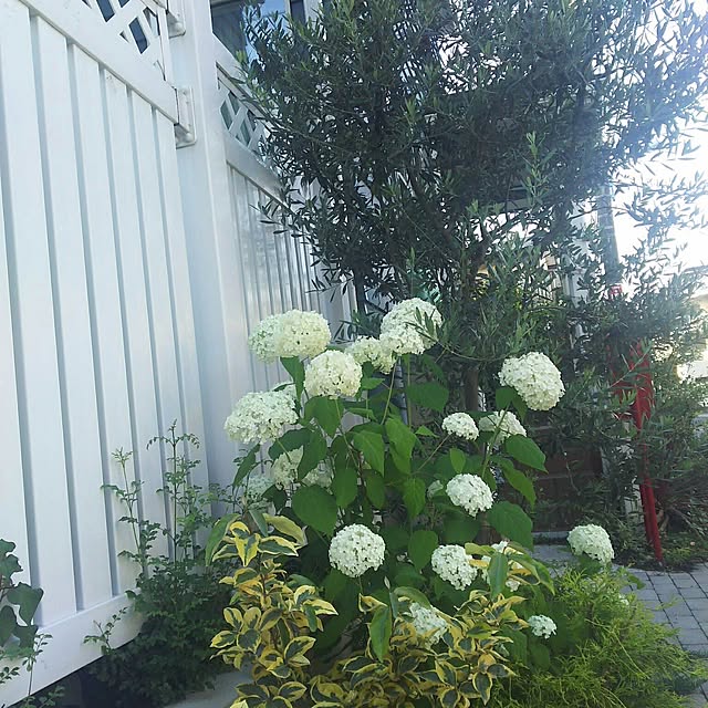 misora_caさんの実例写真