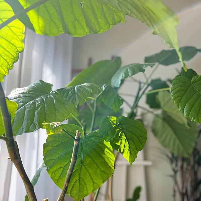 mohhaさんの実例写真