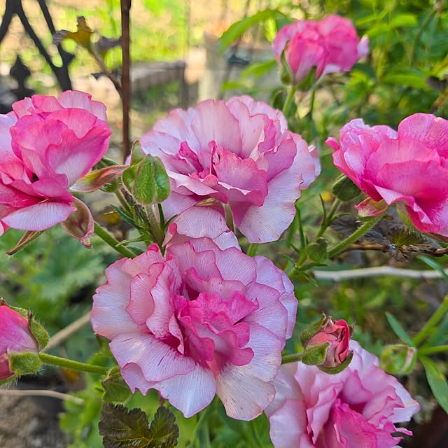 min_nimさんの部屋