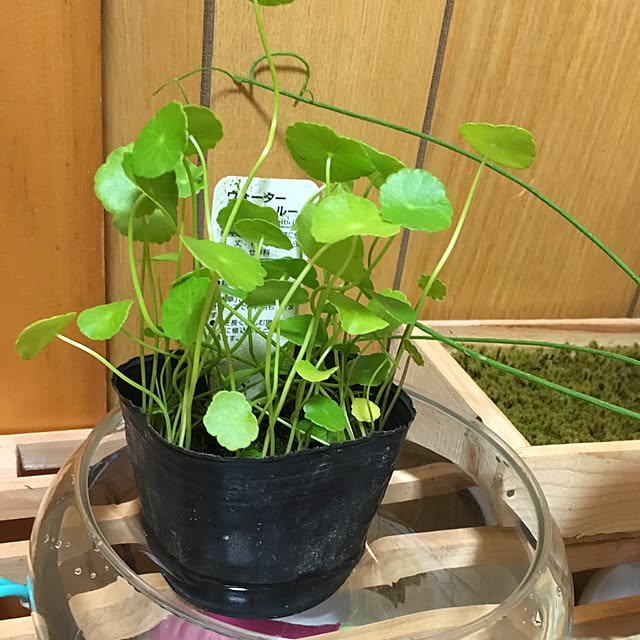 CHIROさんの実例写真