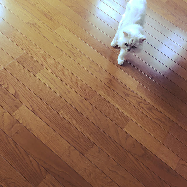 a____samiさんの実例写真
