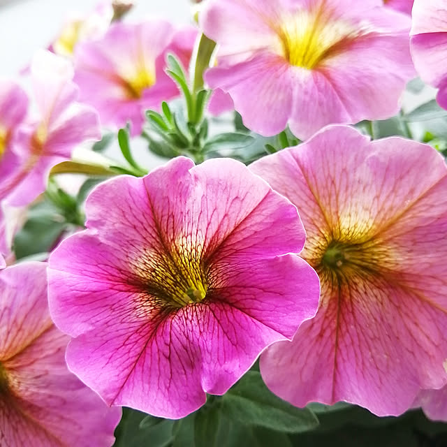 VERANDARJUNさんの実例写真