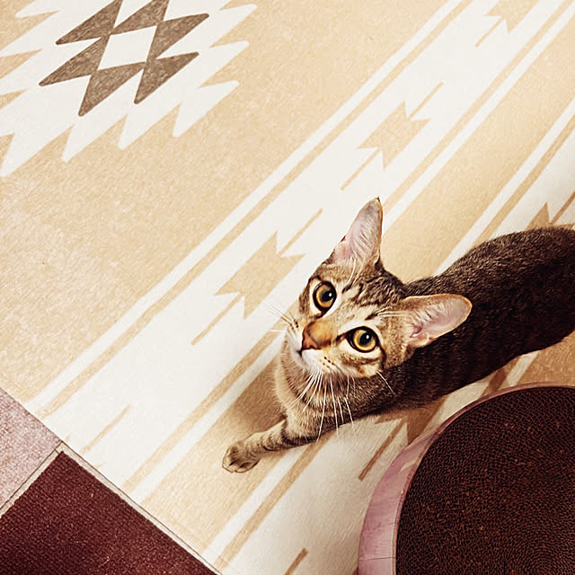 cat5さんの実例写真