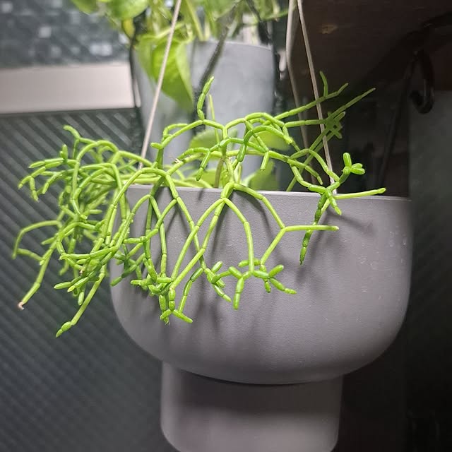 noaさんの実例写真