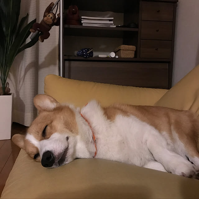 mocchanさんの実例写真