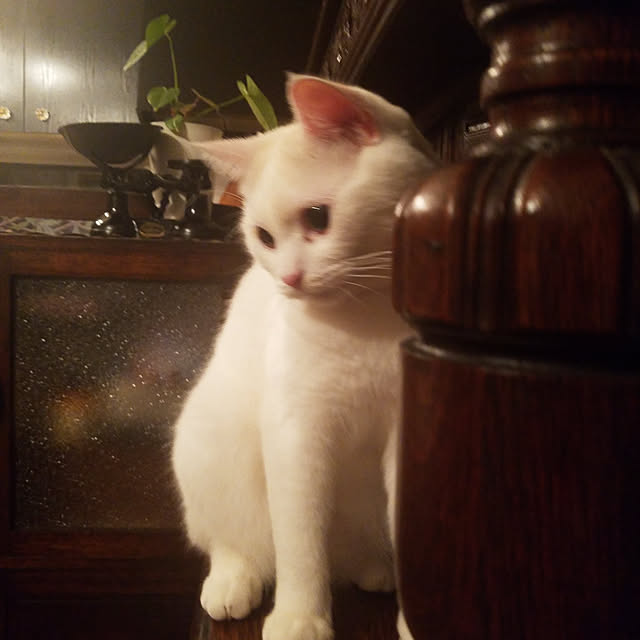 suzuさんの実例写真