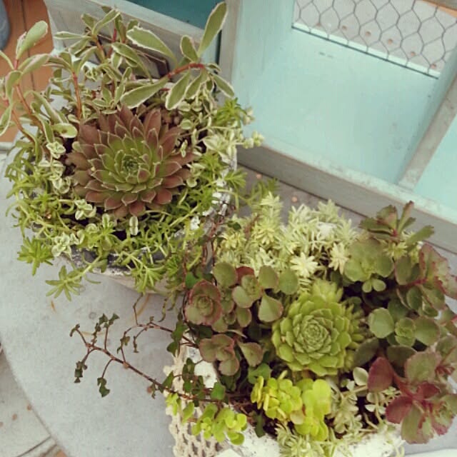 yururiragardenさんの実例写真
