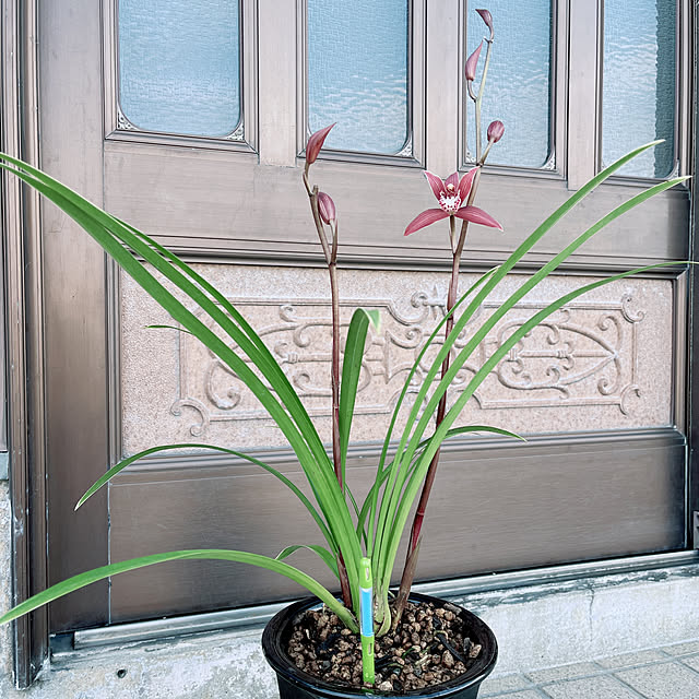 eshinobumさんの部屋