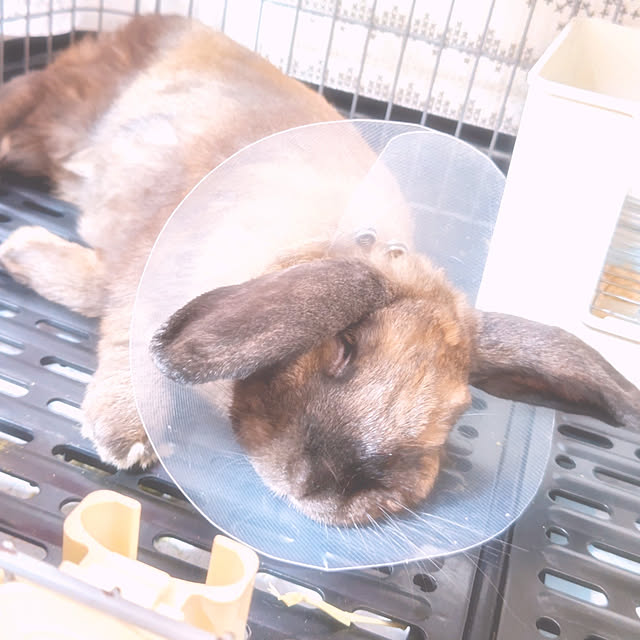 mariaさんの実例写真