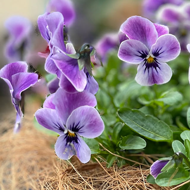 buchiさんの部屋