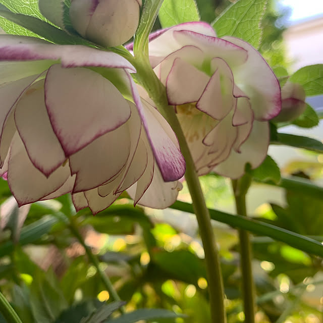 kekokekoさんの実例写真