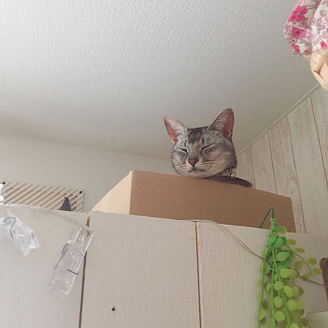 kotoriさんの実例写真