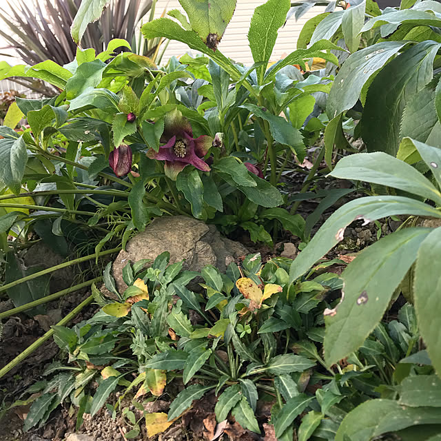 pepeさんの実例写真