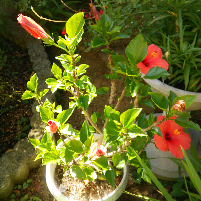 Tomopさんの実例写真