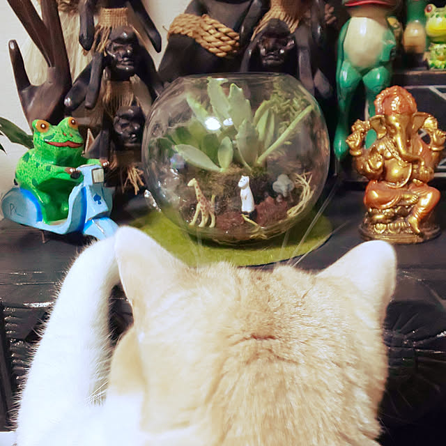 kobakissaさんの実例写真