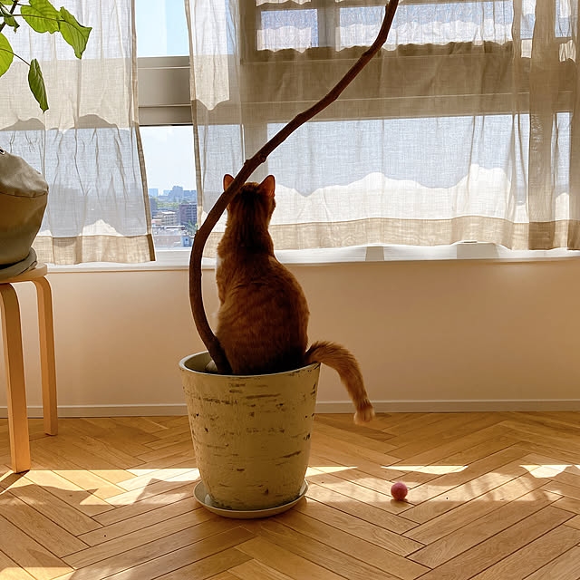 sheさんの実例写真