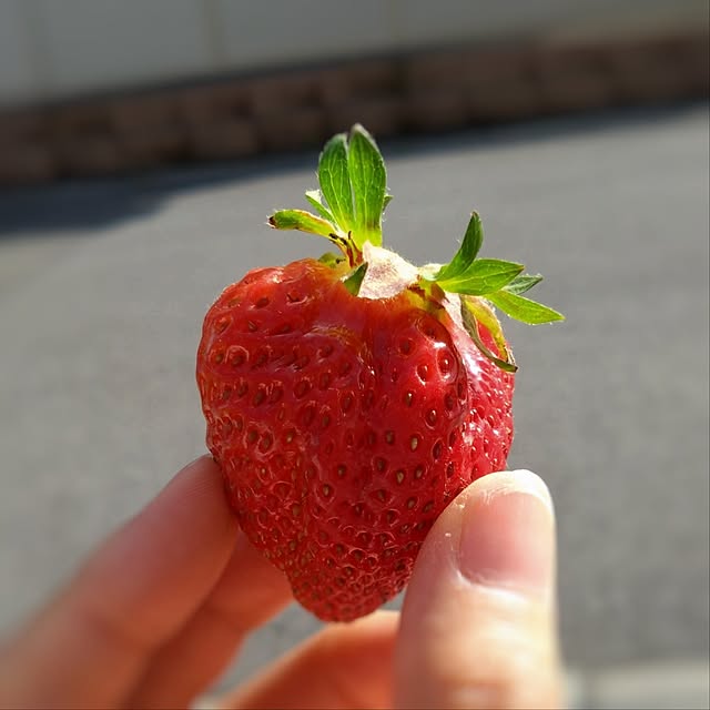 pecoさんの部屋