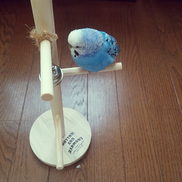 opiopiopiさんの実例写真