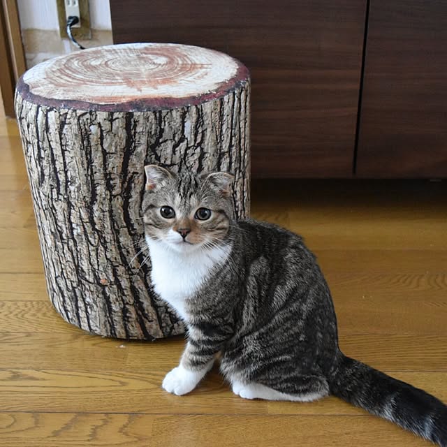 Oboro-tofuさんの実例写真